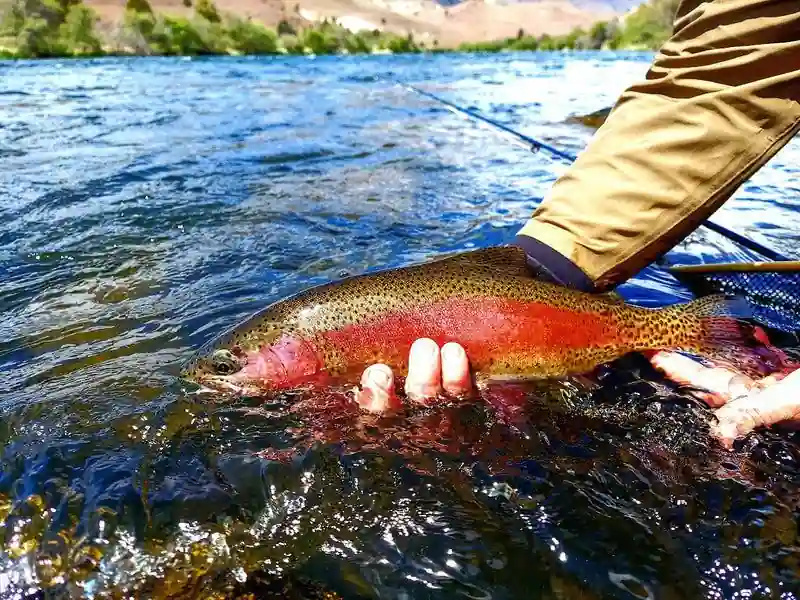 fly fishing rainbow trout