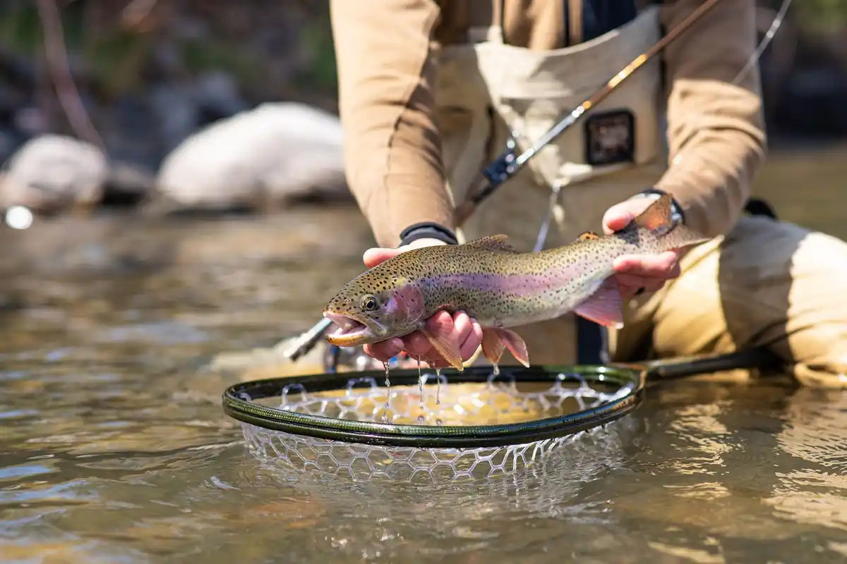 fly fishing rainbow trout